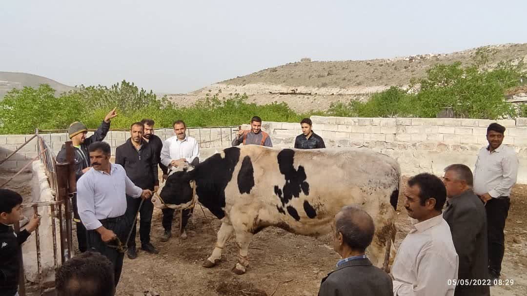 رسم قربانی گاو نر در سی‌وششمین روز بهار روستای اسفنجان