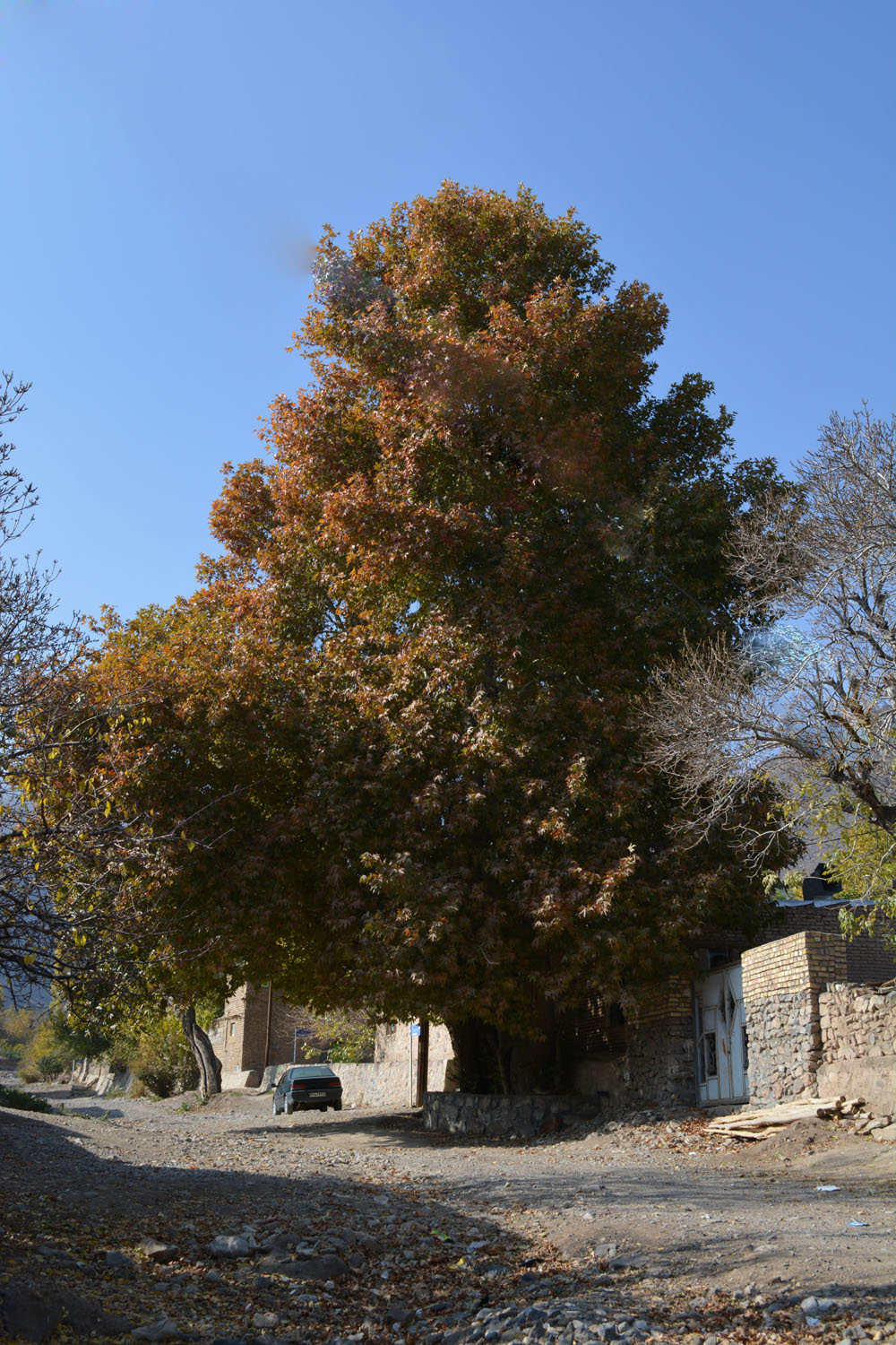 ثبت مجموعه درختان چنار عمارت باغ سراب شاهرود در فهرست میراث طبیعی ملی