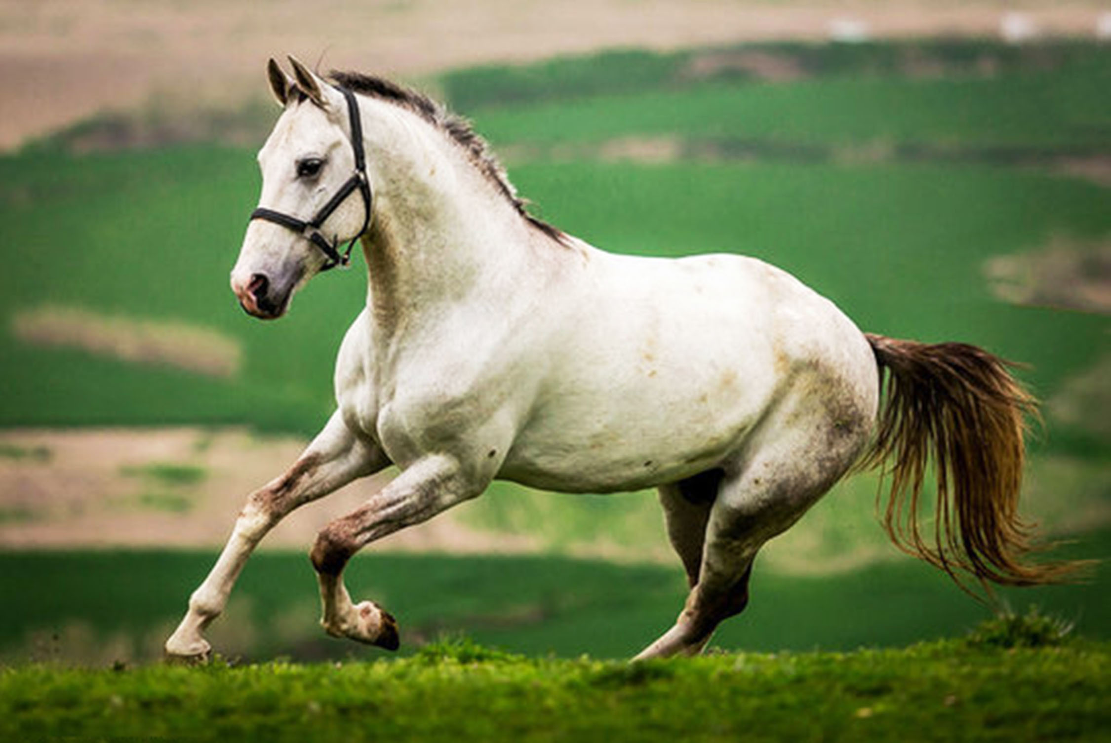 اسب اصیل ترکمن، یکی از نژادهای برتر اسب در دنیا