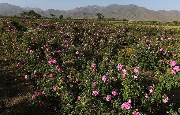 جشنواره گل و گلاب در داراب فارس برگزار می‌شود