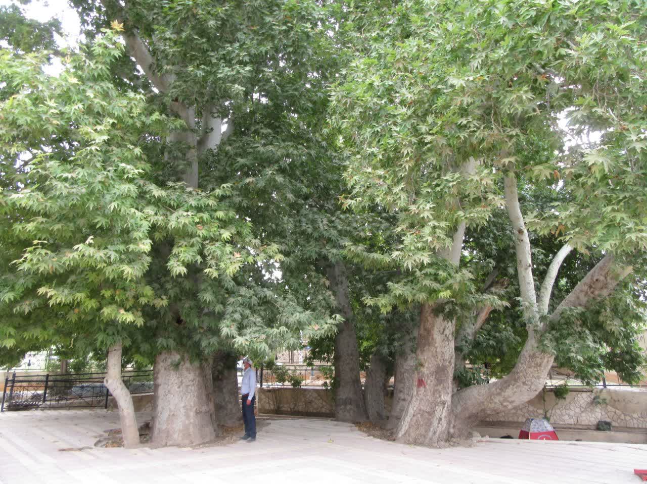 مراتب ثبت ملی 5 درخت کهنسال دماوند به استاندار تهران ابلاغ شد