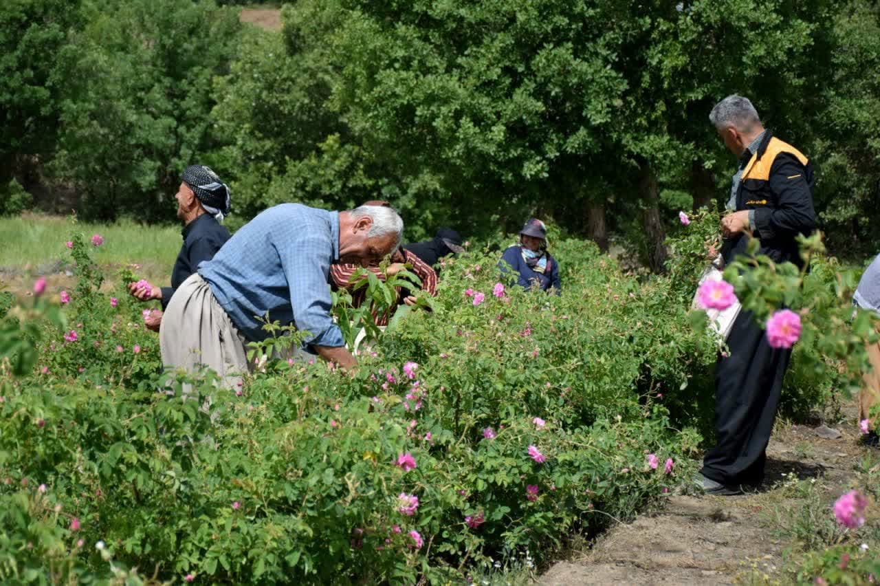 مزرعه گل محمدی سیاحومه بانه کردستان میزبان گردشگرانی از سراسر کشور بود/ توسعه گردشگری کشاورزی و افزایش رونق کسب و‌کارها
