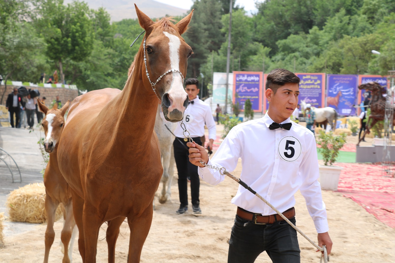 جشنواره ملی زیبایی اسب اصیل ترکمن در بجنورد