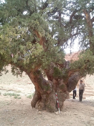 درختان کهن‌سال بخش سده قاینات در فهرست میراث طبیعی ثبت می‌شوند