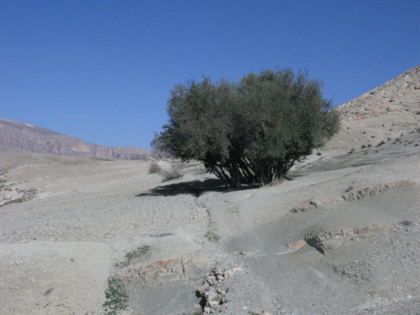 ثبت درختان کهنسال زیتون روستای وره زرد در فهرست آثار ملی